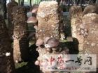 香菇6