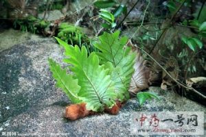 骨碎补