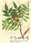 苦木