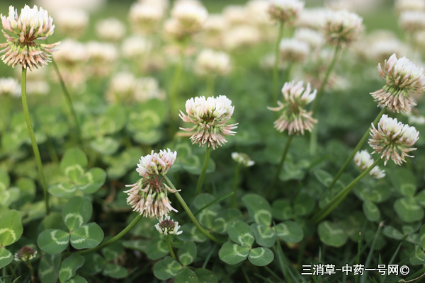 三消草的功效与作用-用法及别名-三消草图片