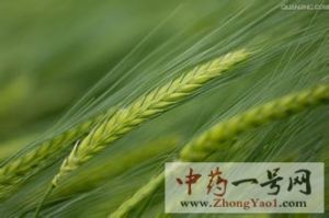 大麦2