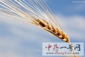 大麦1