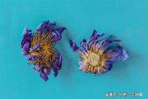蓝莲花
