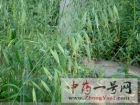 野燕麦7