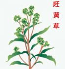 赶黄草1