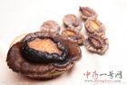 鲍鱼15