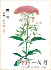 佩兰 佩兰