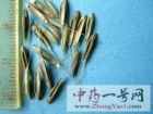 野燕麦4