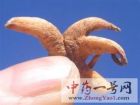 手掌参4
