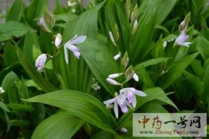 白芨