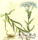 蓍草6