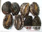 鲍鱼18