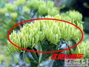 山银花