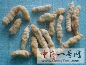 泽兰根
