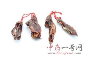 鹿肾的功效与作用-用法及别名-鹿肾图片