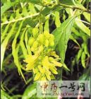 黄花倒水莲3
