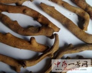 骨碎补