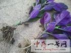 补血菜4