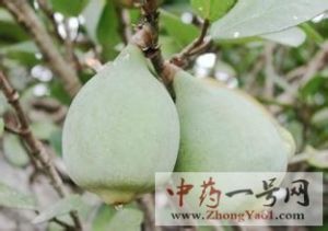 薜荔果 薜荔果