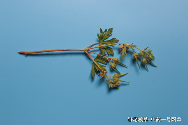 野老鹳草