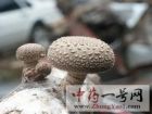 香菇5