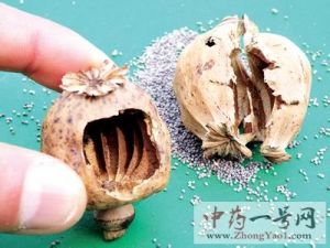 罂粟壳