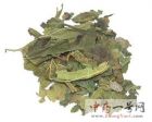 桑叶4