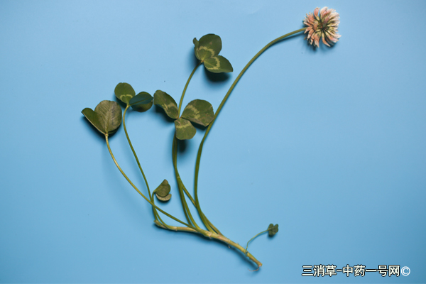 三消草