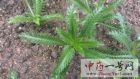 蓍草3