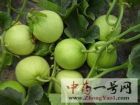 甜瓜蒂6