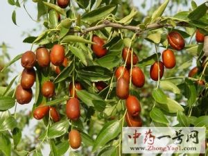 大枣