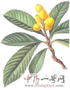 枇杷叶