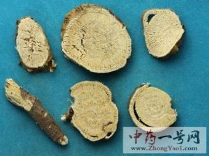 苦参