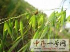 野燕麦3