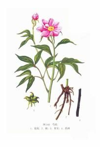 白芍