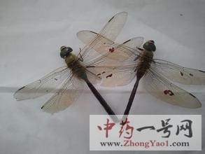 蜻蜓2