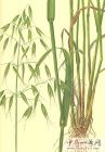 野燕麦1