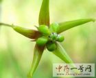 徐长卿2