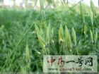 野燕麦6