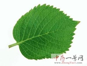 桑叶的功效与作用-用法及别名-桑叶图片