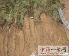 徐长卿4