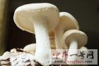 蘑菇6