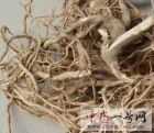 黄花倒水莲6