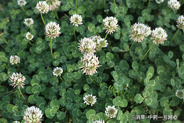 三消草