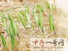野燕麦2