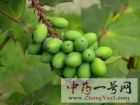 橄榄果