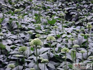 三七花