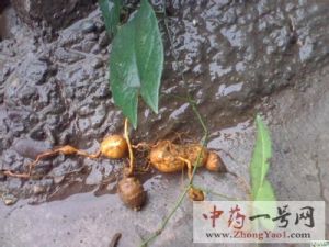 金果榄