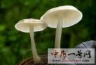 蘑菇1