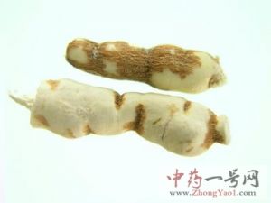 甘遂的功效与作用-用法及别名-甘遂图片